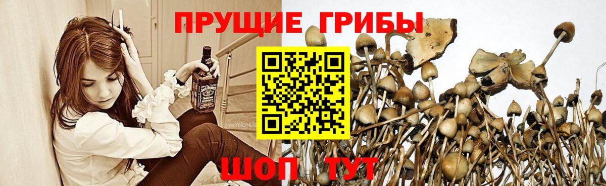 Хабаровск  Галлюциногенные грибы GOLDEN TEACHER  Вход с VPN 